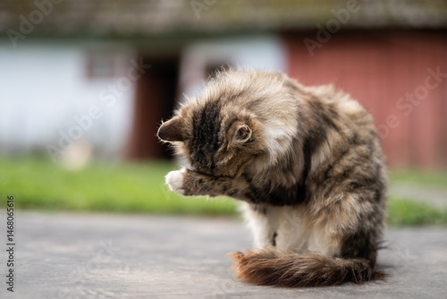 a beautiful fluffy cat washes itself in the yard