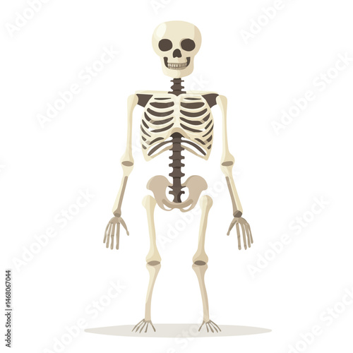 Flat vector Skeleton, minimalist design, isolated on a white background.