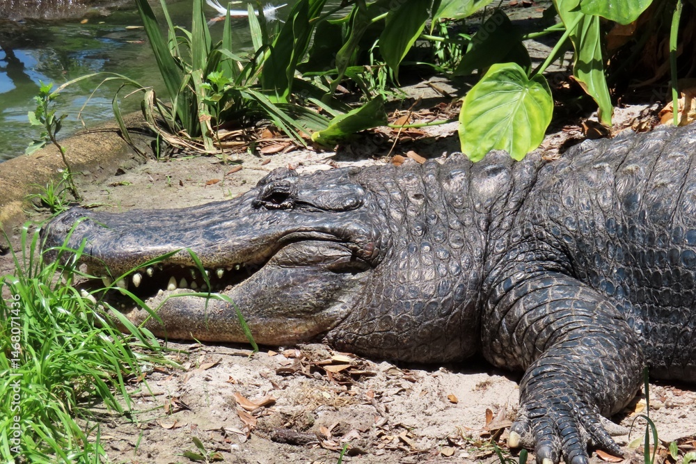Fototapeta premium Alligator in Florida farm, closeup