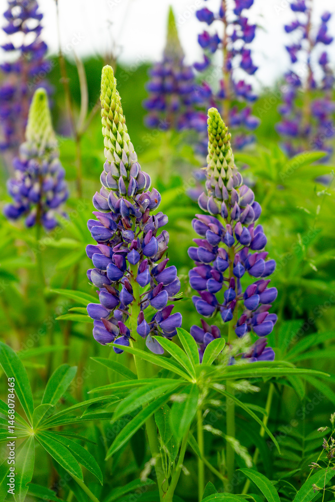 Fototapeta premium Beautiful purple lupines blooming in a green field during spring