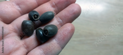 Fotografía Close-up of a hand holding scarified lotus nut seeds prepared for germination