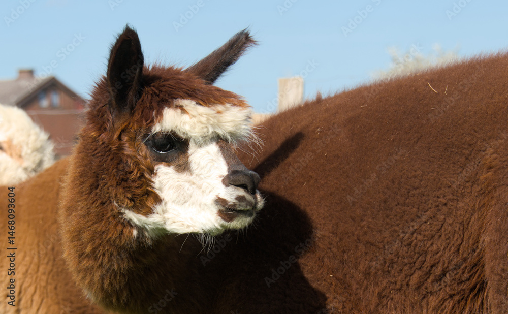 Obraz premium Funny portrait of an Alpaca, close up