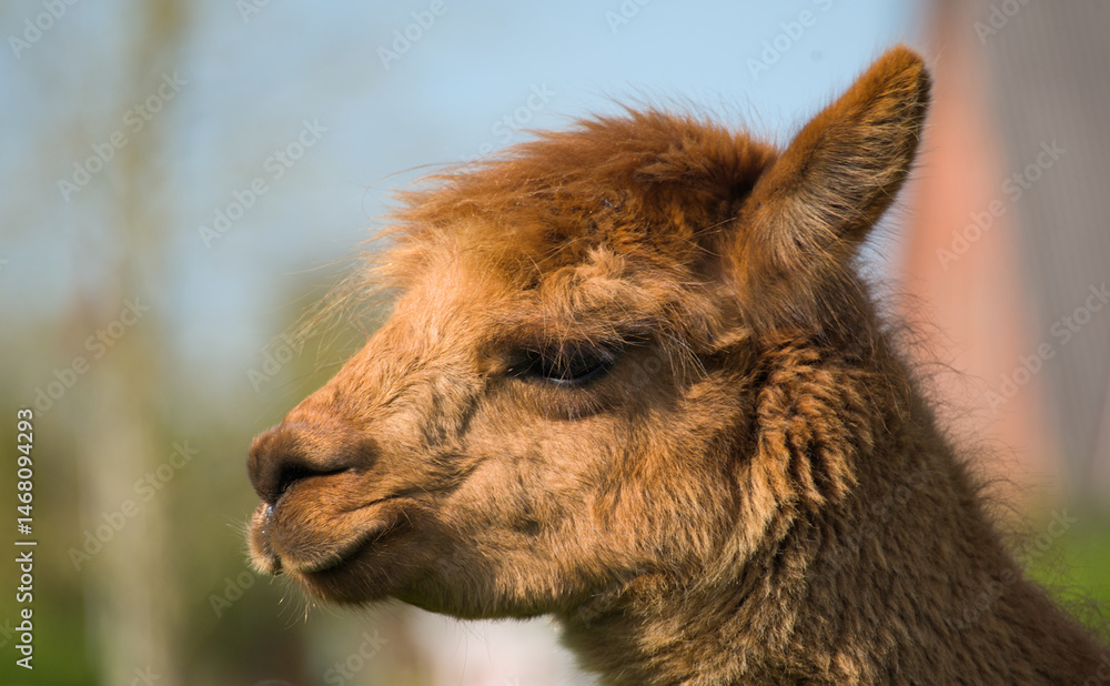 Obraz premium Funny portrait of an Alpaca, close up