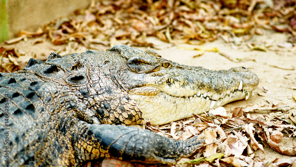 Fototapeta premium crocodile in the zoo