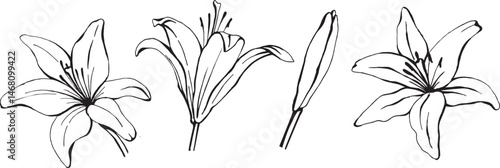 Vector set of lily flowers line art on a white background. Hand drawn illustration for design projects.