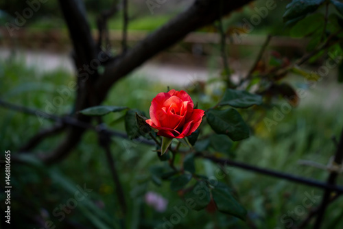 red rose in the garden