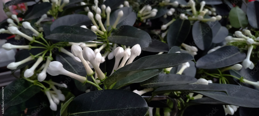 Obraz premium Close-up of Stephanotis floribunda, also known as Madagascar jasmine, with glossy dark green leaves and clusters of white tubular flower buds. A popular fragrant houseplant often used in weddings and 