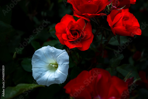 white flower in the red roses bush