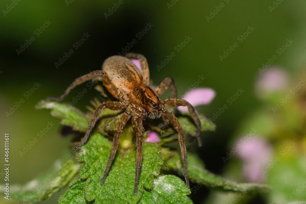 Close-up of a night spider Close-up of a night spider