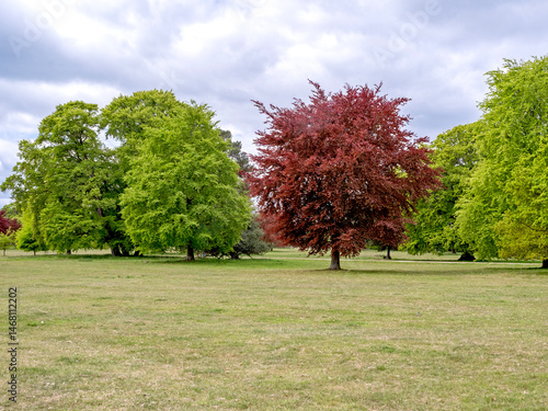 Trees with fresh spring leaves in a park