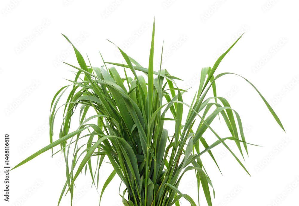 Fototapeta premium Bunch of green grass.