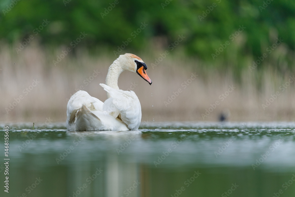 Fototapeta premium Cygnus olor aka The mute swan on the lake. Waterfowl bird in Czech republic.