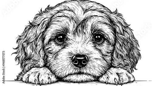 poodle dog face peeking over front paws vector illustration

