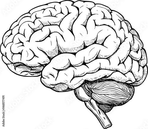 Human brain side view Isolated vector illustration. brain doodle
