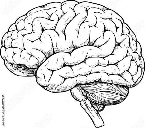 Human brain side view Isolated vector illustration. brain doodle
