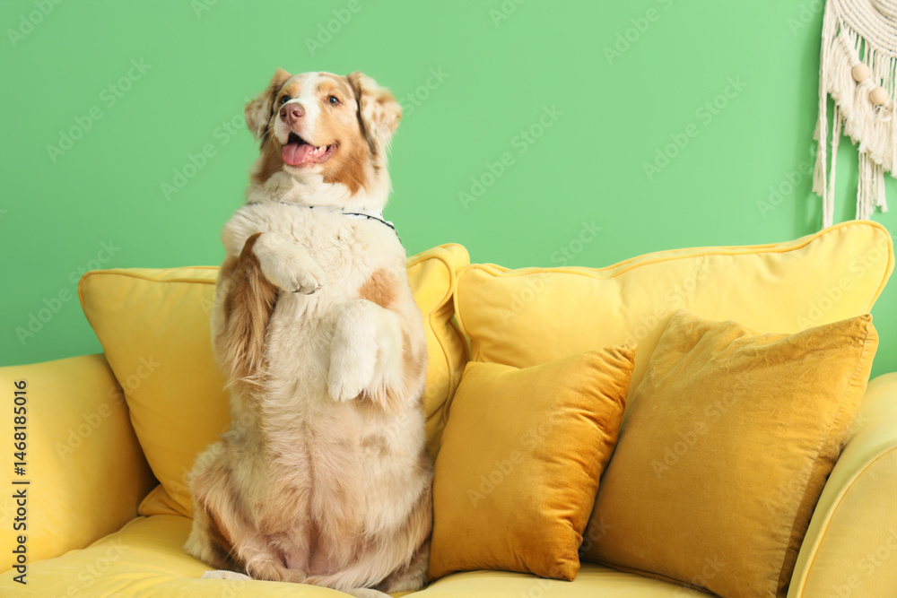 Obraz premium Cute Australian Shepherd dog on yellow sofa in living room