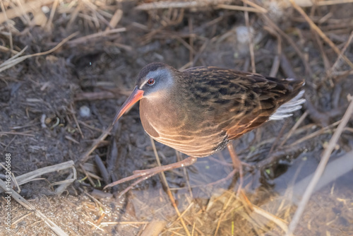 virginia rail shore bird
