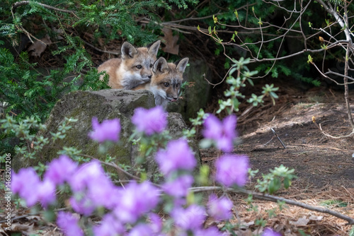 foxes in the flower garden