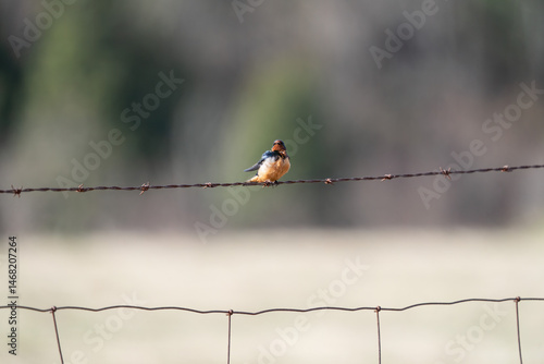 male barn swallow on barbed wire fence