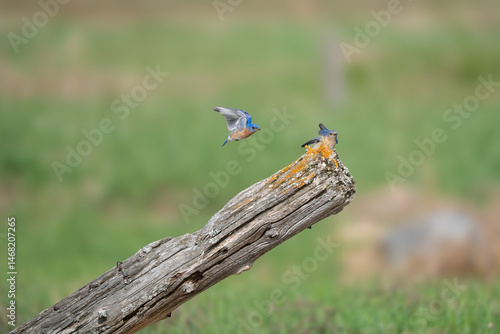 pair of blue birds flying and playing together