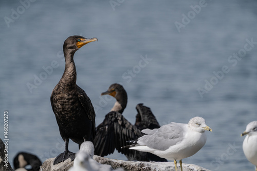 cormorant and  seagulls by the water