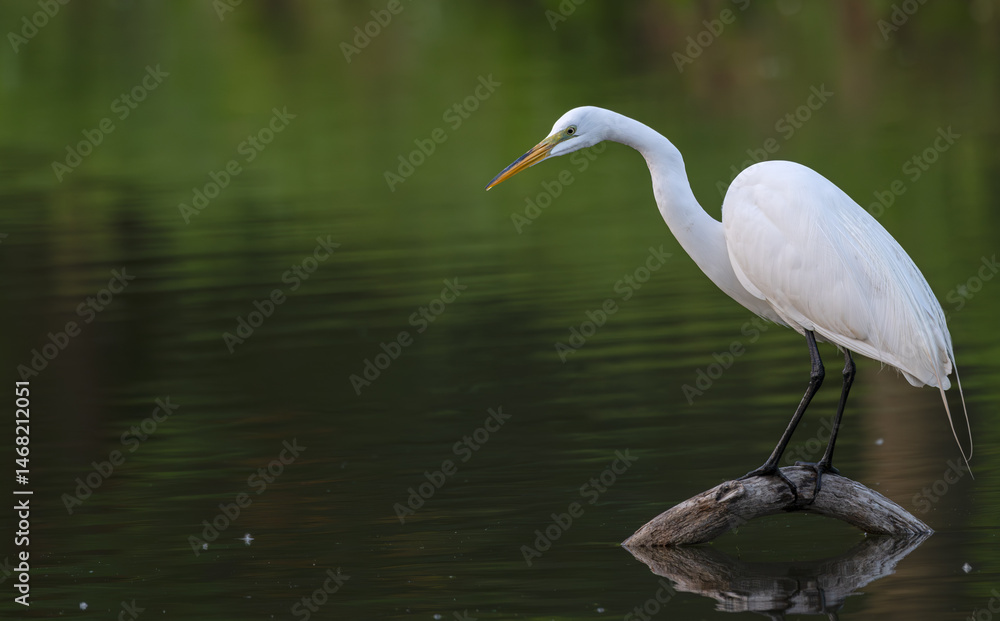 Naklejka premium Great egret perched on a branch in a lake.