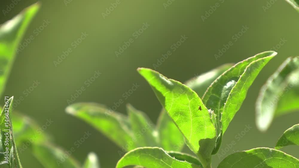 Close-up tree leaf background.
Close-up tree leaf background.