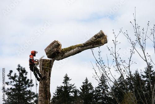 Canvas Print Professional arborist up in a cottonwood tree with chainsaw watching a section o