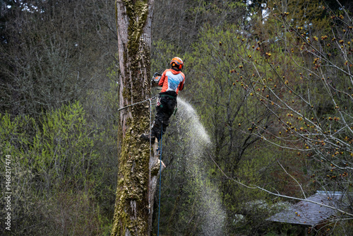 Valokuva Arborist logger on a cottonwood tree with climbing rope, climbing spikes, hard h