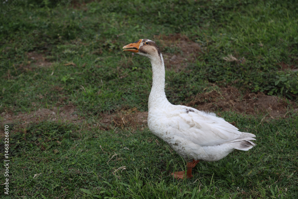 Obraz premium A Wild Philippine Goose wandering the lands