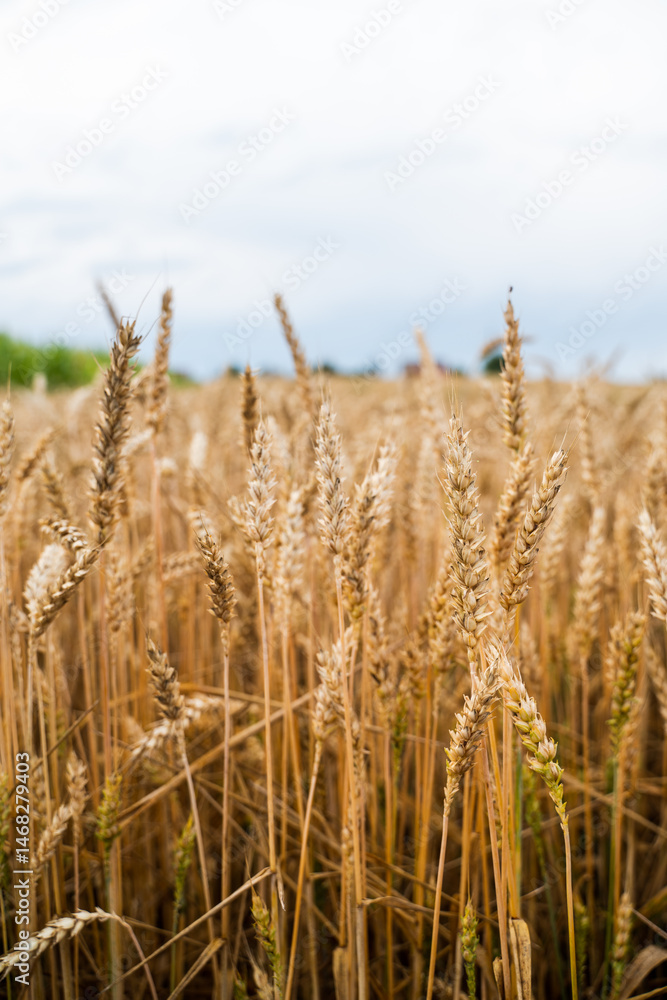 Fototapeta premium Wheat field in summer showing tall golden stalks with textured kernels at maturity