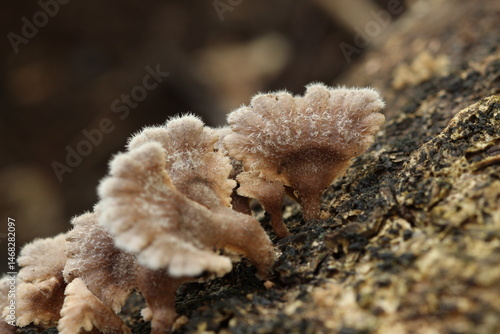 Schizophyllum commune
 split gill mushroom Growing on Tree Bark