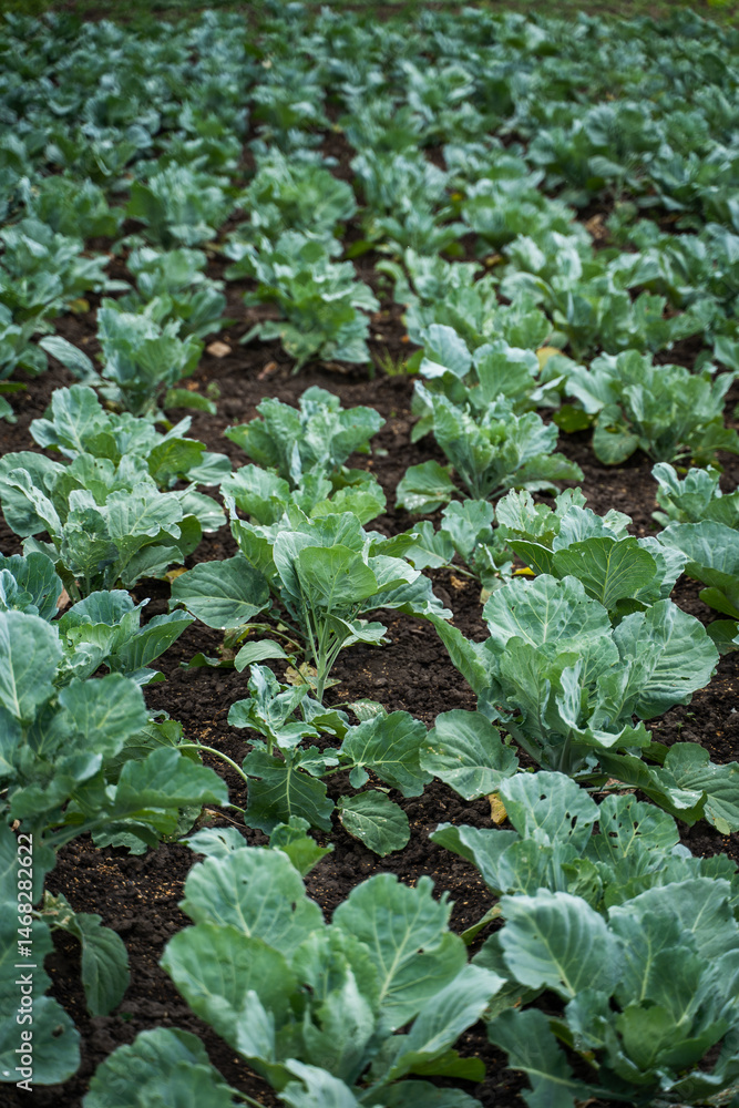 Rows of young cabbage plants growing in neat lines across open cultivated farmland Rows of young cabbage plants growing in neat lines across open cultivated farmland