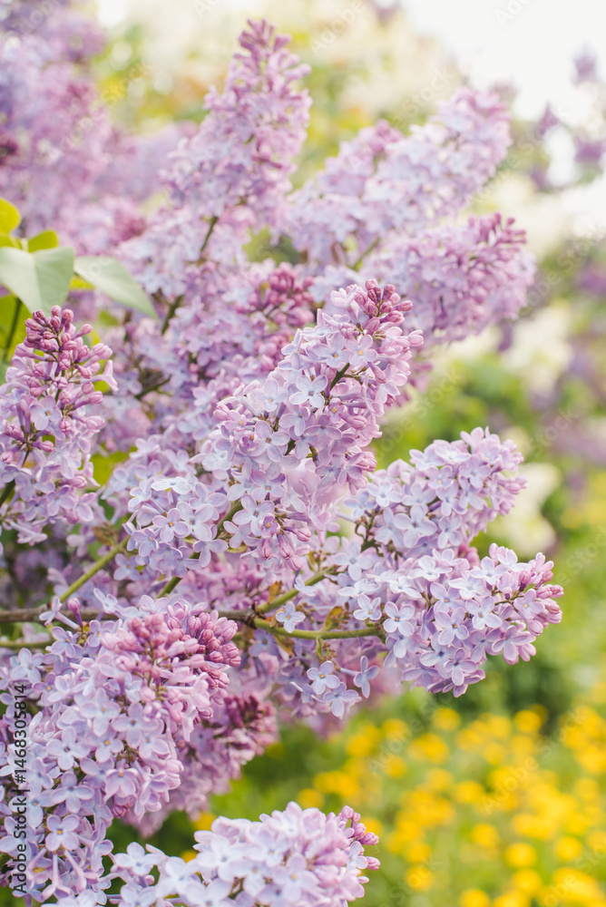 Fototapeta premium Blooming lilac. Branch of blooming lilac. Lilac bush. Lilac flowers.