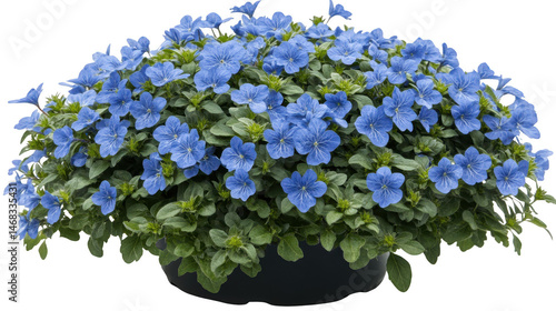 Stunning close up of abundant blue exacum affine flowers in full bloom, creating a vibrant floral display