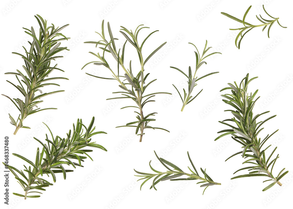 Fototapeta premium Fresh aromatic rosemary isolated on white, collage