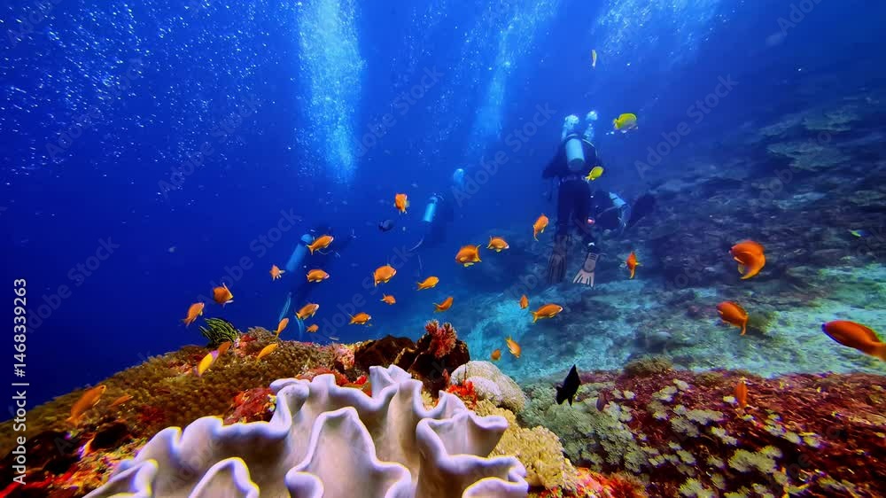 Colorful tropical fish coral reef scuba diving snorkelling tour Manta Point Nusa Penida