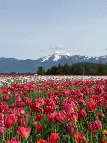 red tulip field
