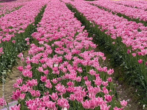 Pink tulip field. Vibrant field of blooming pink tulips in perfect rows under a clear sky, showcasing the beauty of floral landscapes.