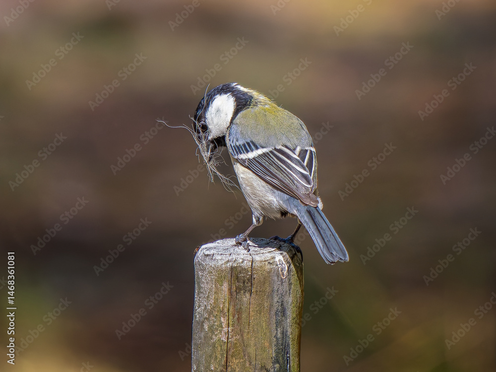 Obraz premium 杭にとまるシジュウカラ