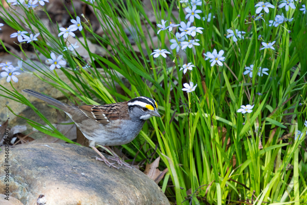 Obraz premium White throated sparrow