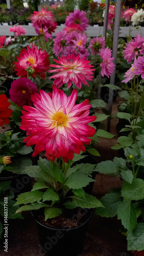 Vertical photo of garden flower. Pink dahlia.