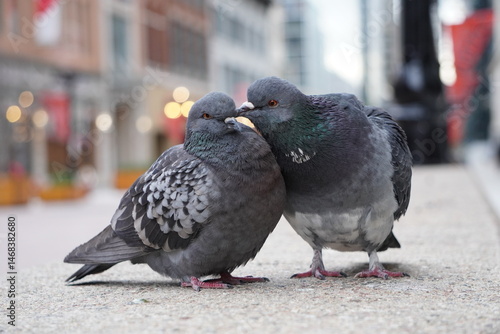 Картината върху платно City Pigeon Couple