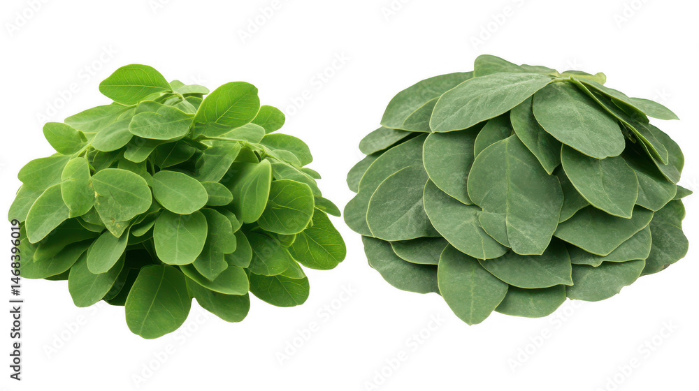 Obraz premium Green Serenity, Close Up of Two Lush Plants Against a Black Backdrop