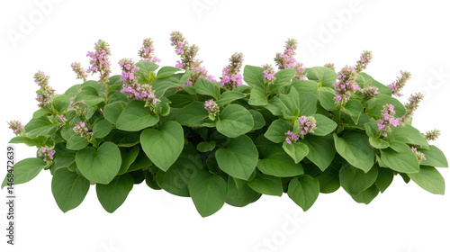 Beautiful Blooming Knotweed Plant with Delicate Pink Flowers Isolated
