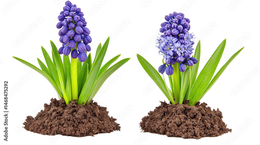 Fototapeta premium Vibrant Blue Grape Hyacinths Emerging from Earth, Isolated on Black