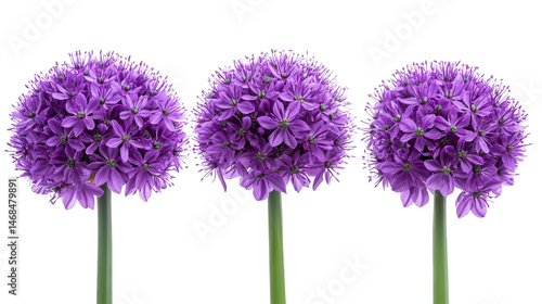 Three Purple Allium Flowers Displayed on a Solid Transparent Background