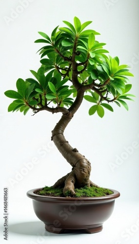 Isolated Serissa foetida bonsai, clean backdrop Elegant simplicity , texture, japanese, compact