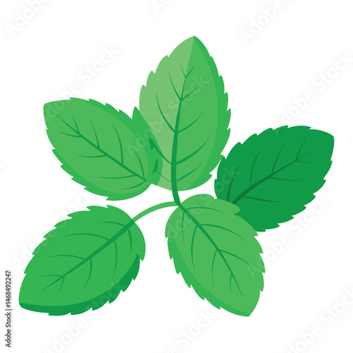 Three sprigs of fresh, vibrant green mint leaves isolated on white background