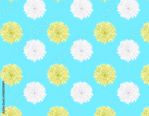 Patrón sin cortes con flores de crisantemo con fondo en color azul claro.